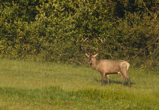DSC 9055 00001