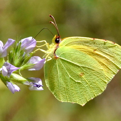 Butterflies / Motýle