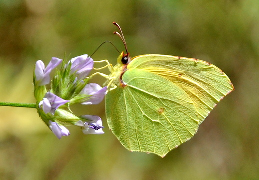 Butterflies / Motýle