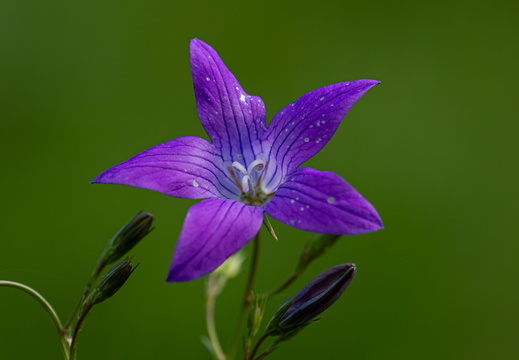 Flowers / Flóra