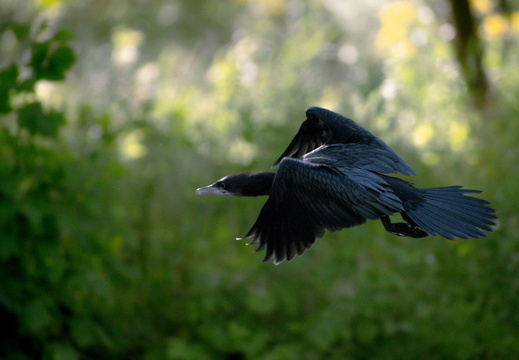 DSC 6186
