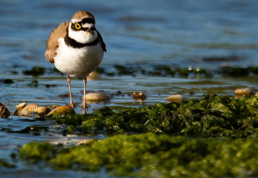 Albania / Albánsko 25