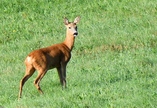 DSC 1909 00002 00003