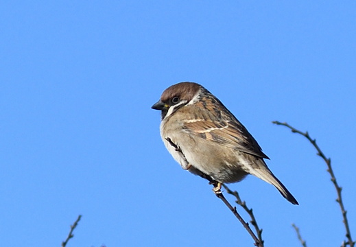 1802 DSC 1856 vrabec