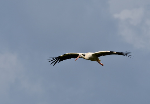 1912 DSC 3512 00001