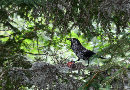 Orešnica perlovaná