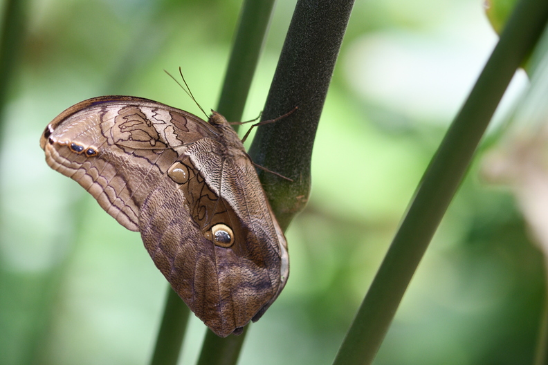 05_motyl.jpg