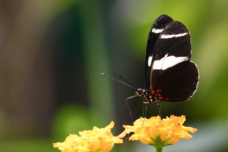 17_motyl.jpg