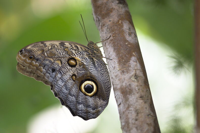 30_motyl.jpg