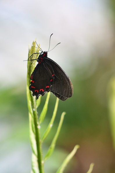DSC_0262_00001.jpg