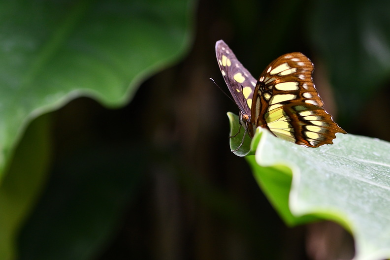 DSC_0686_00001.jpg