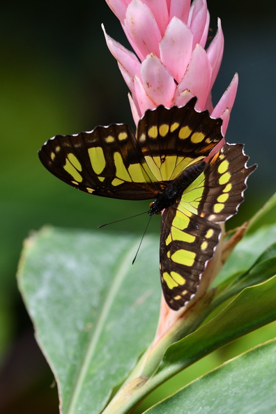DSC_0706_00001.jpg