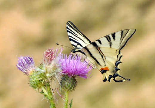 DSC 0776TT