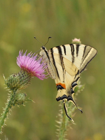 DSC_0814U.jpg