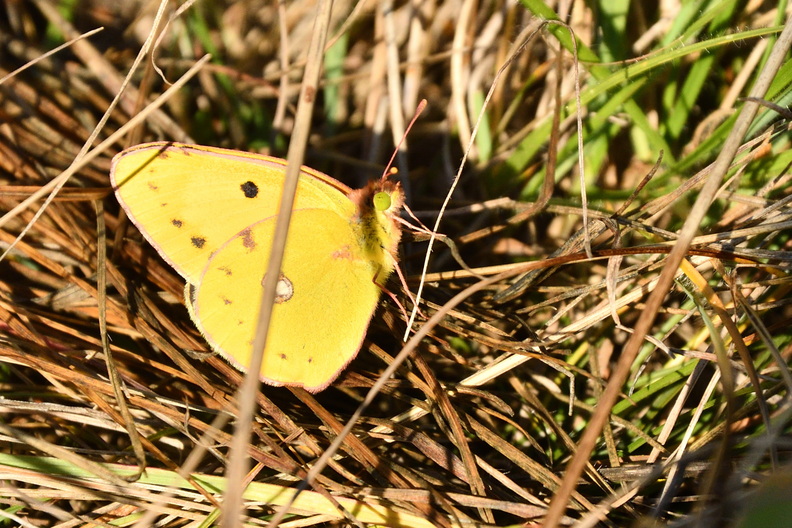 DSC_1949_01.jpg