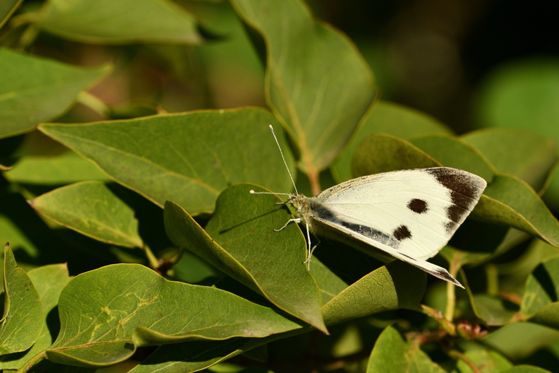 DSC_3456_00001.jpg