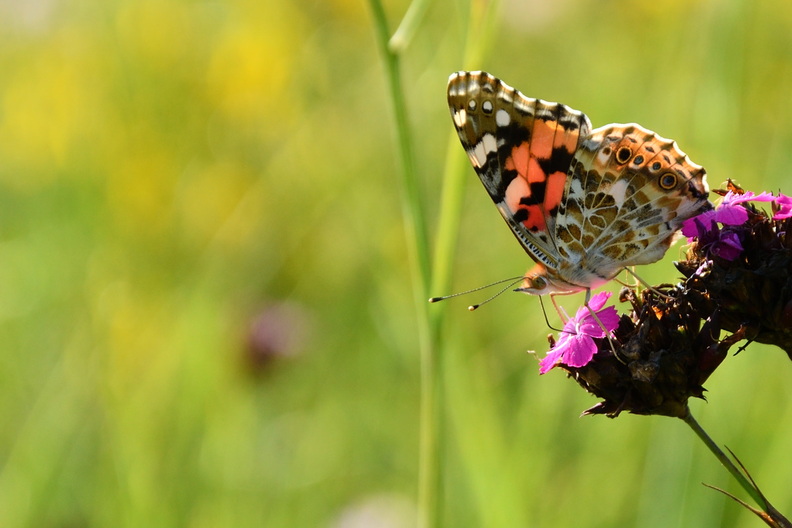 DSC_4169_00001.jpg