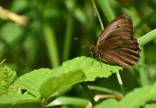 DSC 5684 00001