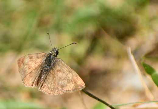 DSC 5688 00001