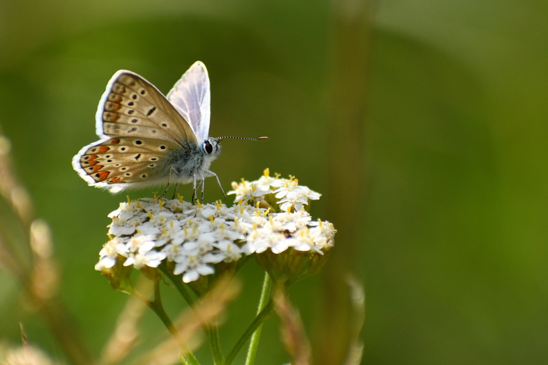 DSC_5692_00001.jpg