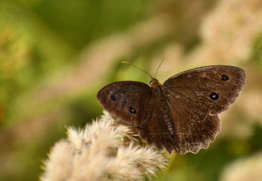 DSC 5787 00001