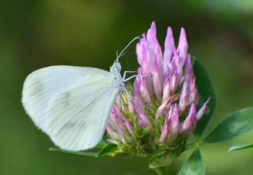 DSC 5821 00001