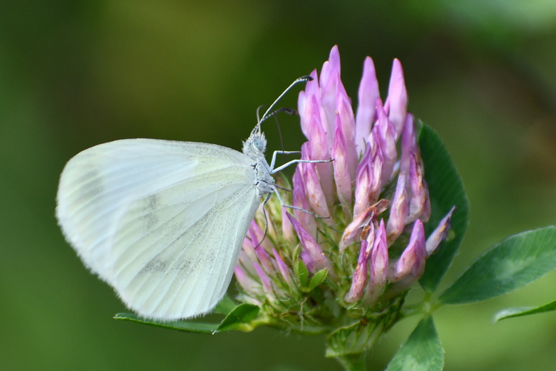 DSC_5821_00001.jpg