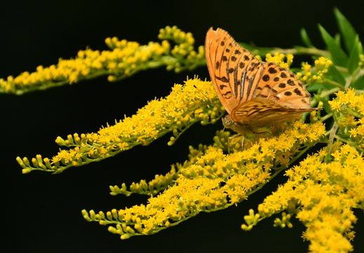 DSC 5994 00001