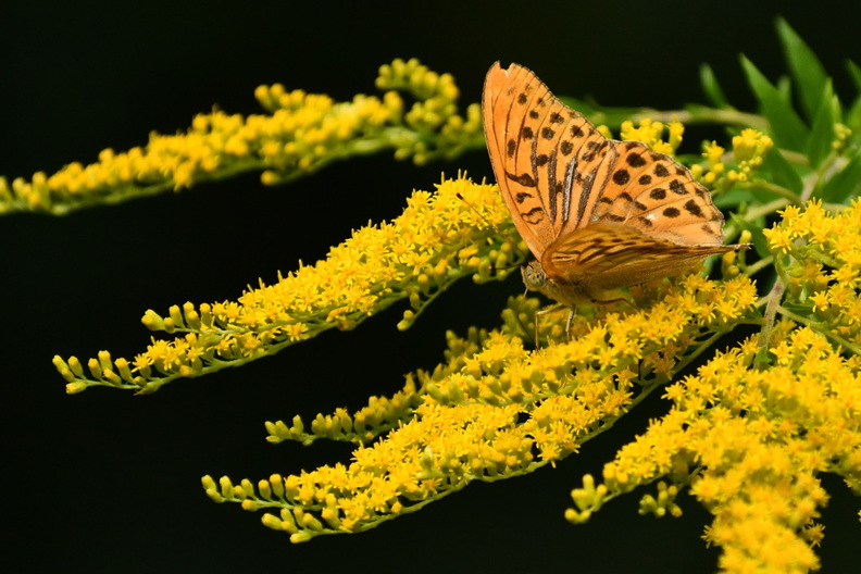 DSC_5994_00001.jpg