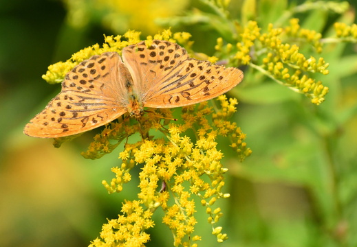 DSC 5984 00001