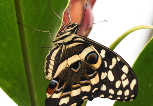 DSC 6540 00003