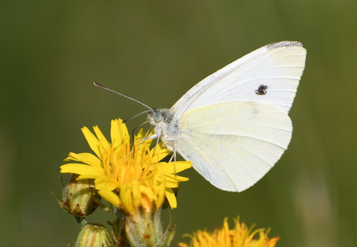DSC 6968 00003
