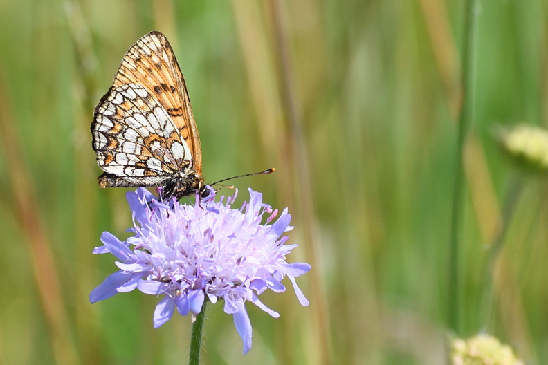 DSC_7158_00003.jpg