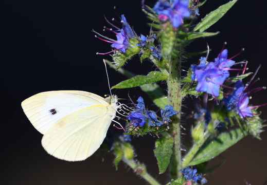 DSC 7172 00003