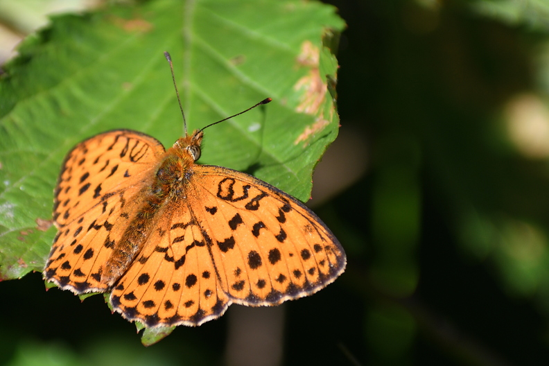 DSC_7652_00003.jpg