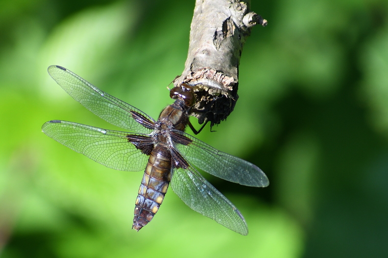 DSC_7751_00003.jpg