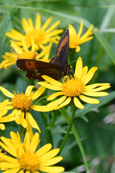 DSC_7868_01.jpg
