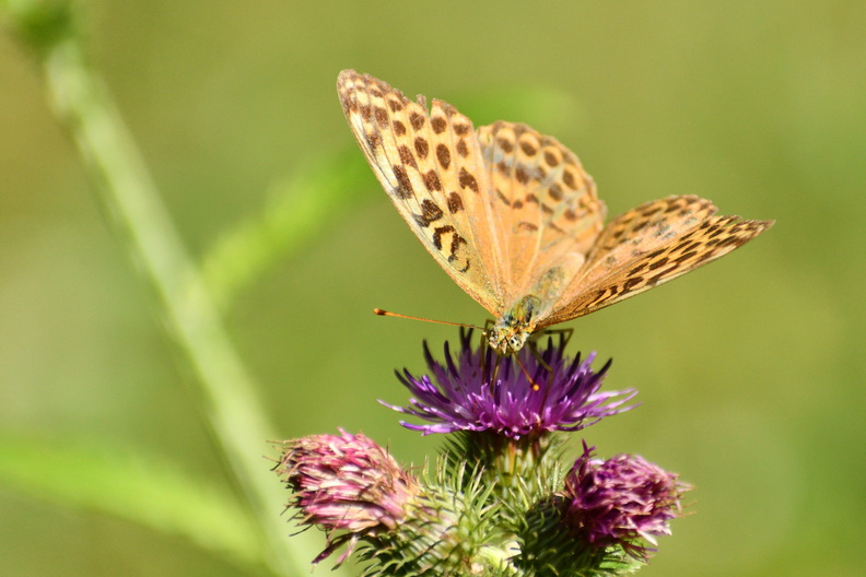 DSC_9529_01.jpg