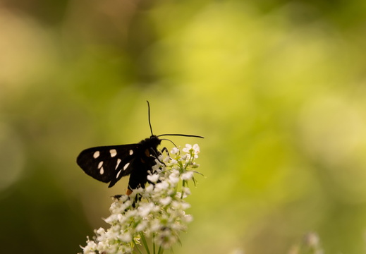 Bieloškvrnáč púpavcový