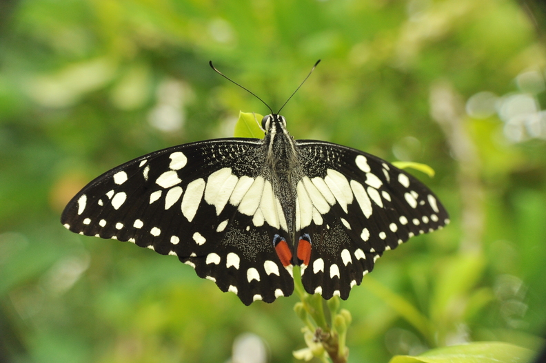 Motyl_03.jpg