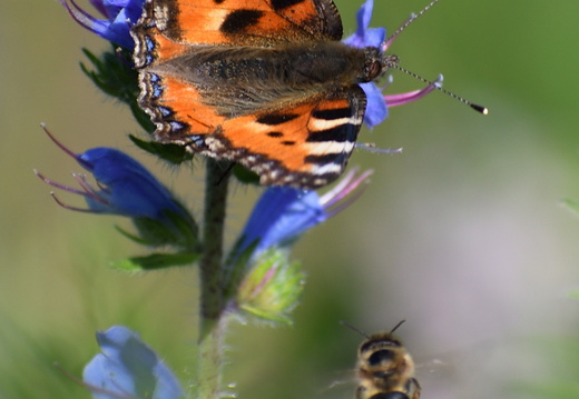 Babôčka pŕhľavová