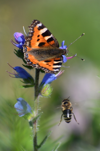 Motyl_05.jpg