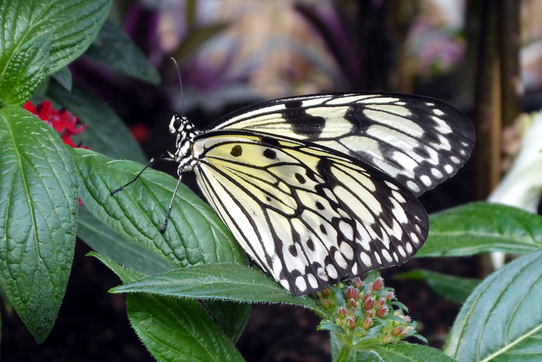 P1000757.JPG