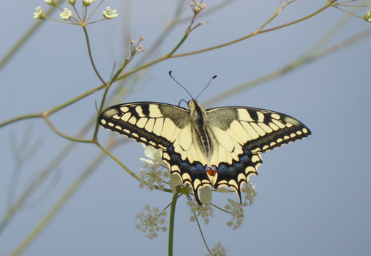 Vidlochvost fenyklový