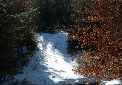 DSC 6001