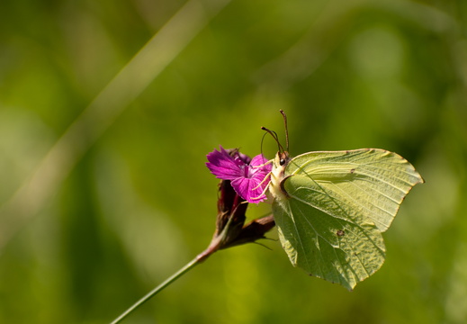 Žltáčik rešetliakový
