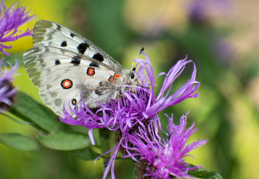 Butterflies / Motýle