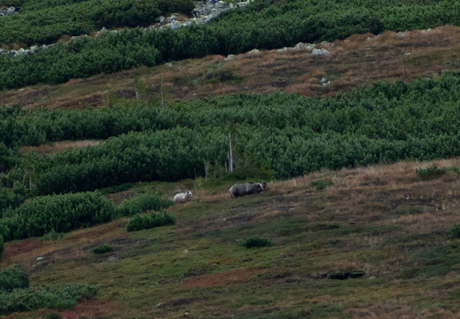 Medvedica s mladými