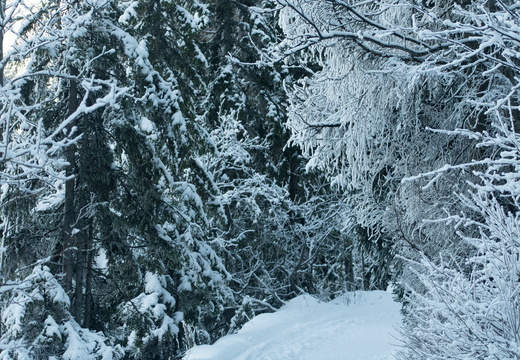 Novembrový sneh v Tatrách