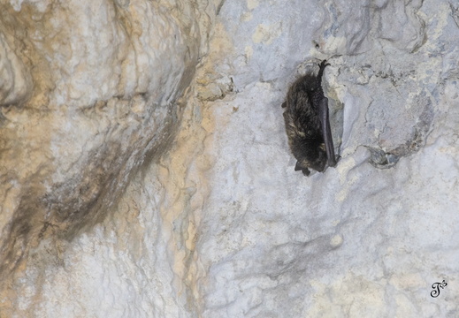 Hybernujúci netopier